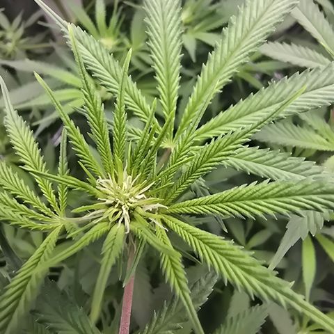 Space Queen growlog timeline photo