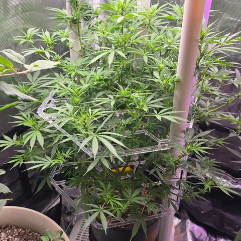 Space Queen growlog timeline photo