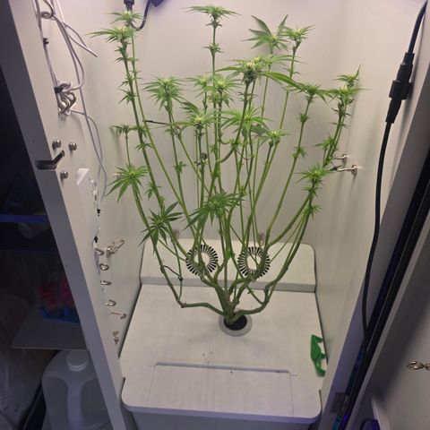 Huckleberry Pie (Abby) growlog timeline photo