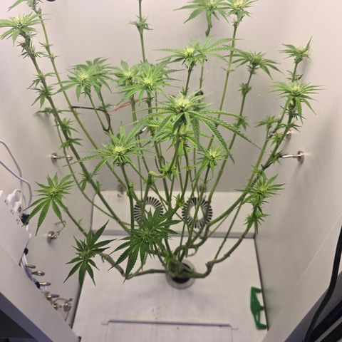 Huckleberry Pie (Abby) growlog timeline photo