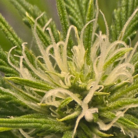 Huckleberry Pie (Abby) growlog timeline photo