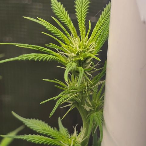 Space Queen growlog timeline photo