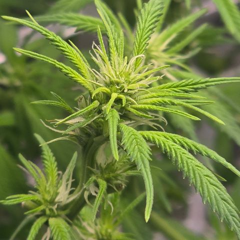 Space Queen growlog timeline photo