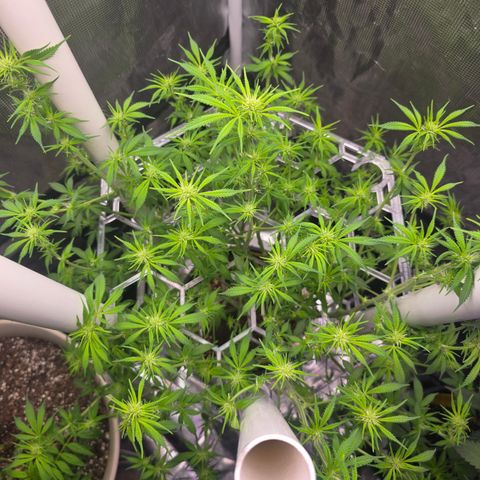 Space Queen growlog timeline photo