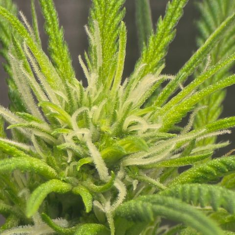 Space Queen growlog timeline photo