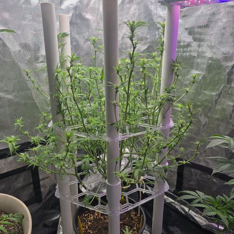 Space Queen growlog timeline photo