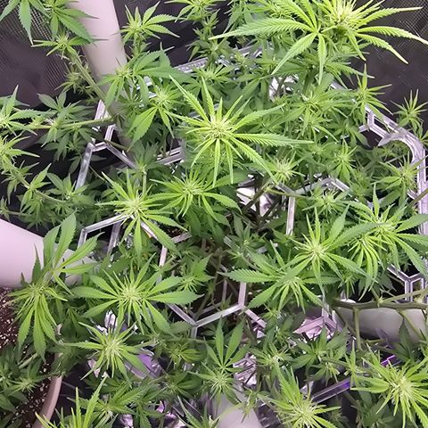 Space Queen growlog timeline photo