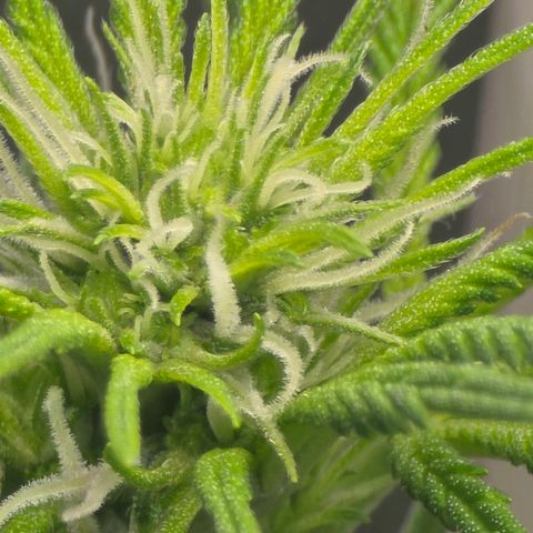 Space Queen growlog timeline photo