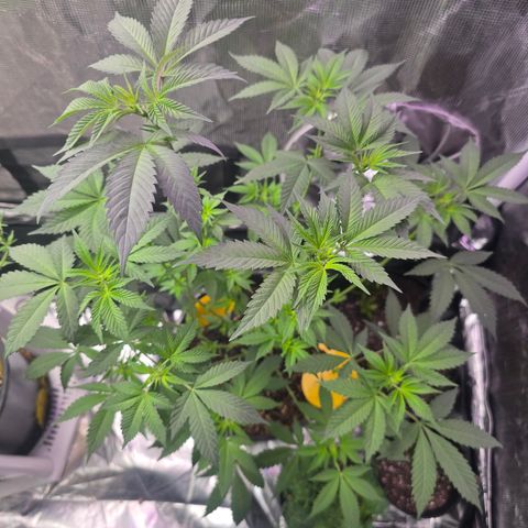 Astro Cheese  growlog timeline photo