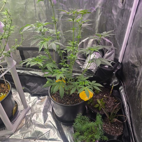 Astro Cheese  growlog timeline photo