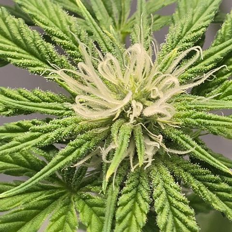 Huckleberry Pie (Abby) growlog timeline photo