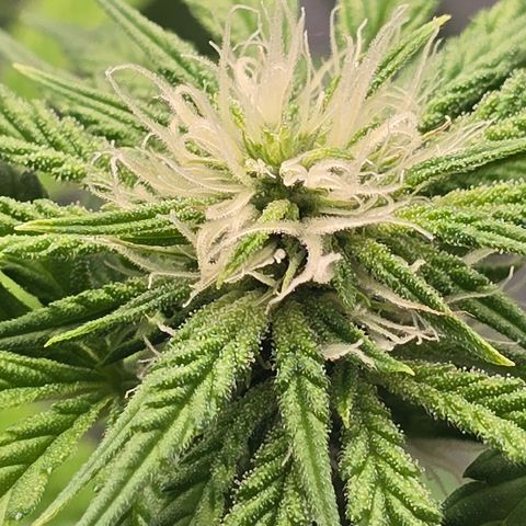 Huckleberry Pie (Abby) growlog timeline photo