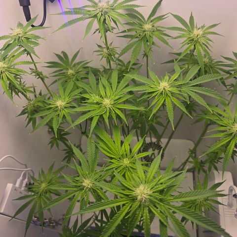 Huckleberry Pie (Abby) growlog timeline photo