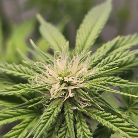 Huckleberry Pie (Abby) growlog timeline photo