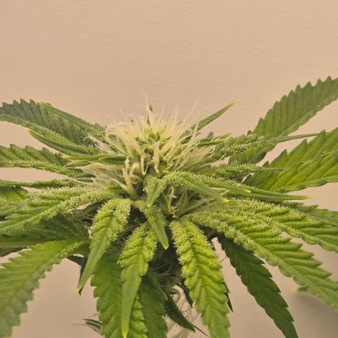Huckleberry Pie (Abby) growlog timeline photo