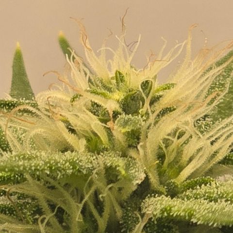 Huckleberry Pie (Abby) growlog timeline photo