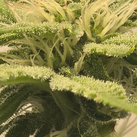 Huckleberry Pie (Abby) growlog timeline photo