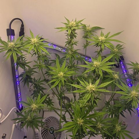 Huckleberry Pie (Abby) growlog timeline photo