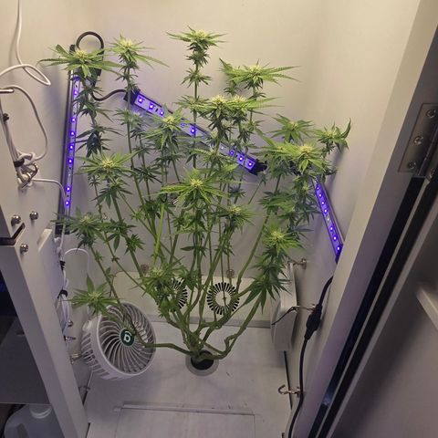 Huckleberry Pie (Abby) growlog timeline photo
