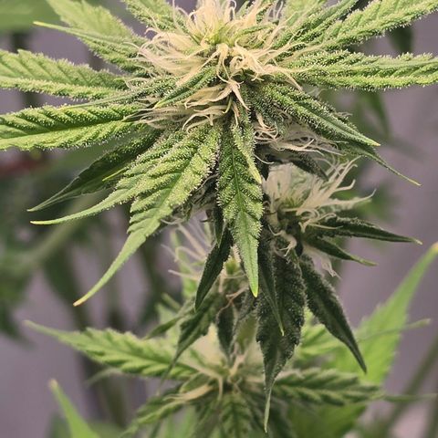 Huckleberry Pie (Abby) growlog timeline photo