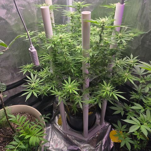 Space Queen growlog timeline photo