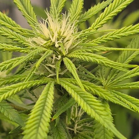 Space Queen growlog timeline photo