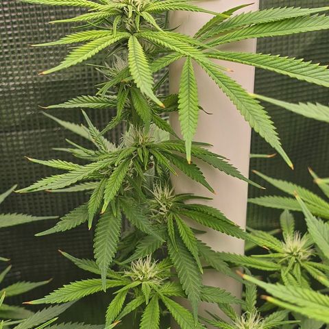 Space Queen growlog timeline photo