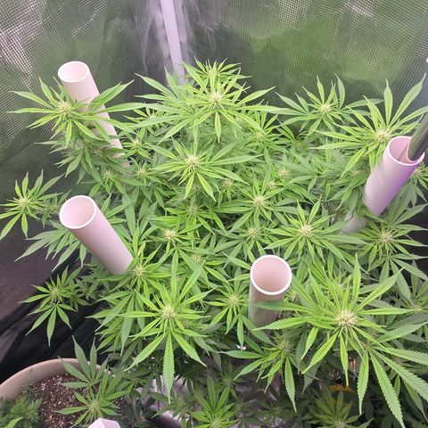 Space Queen growlog timeline photo