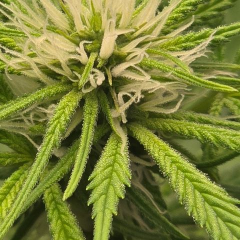 Space Queen growlog timeline photo