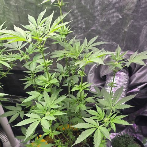 Astro Cheese  growlog timeline photo