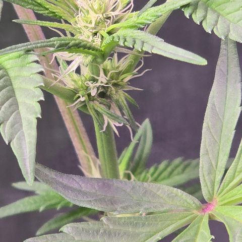 Astro Cheese  growlog timeline photo