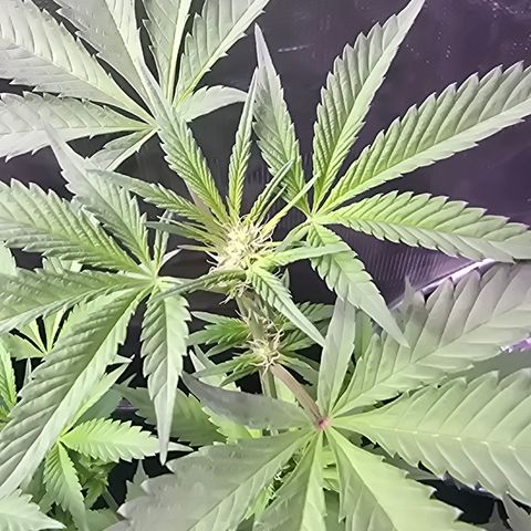 Astro Cheese  growlog timeline photo