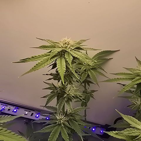 Huckleberry Pie (Abby) growlog timeline photo