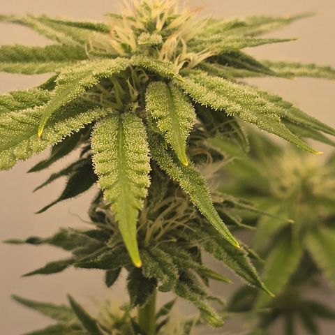 Huckleberry Pie (Abby) growlog timeline photo