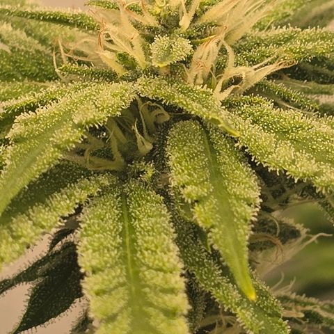 Huckleberry Pie (Abby) growlog timeline photo