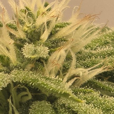 Huckleberry Pie (Abby) growlog timeline photo
