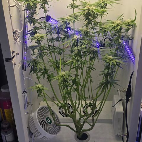 Huckleberry Pie (Abby) growlog timeline photo