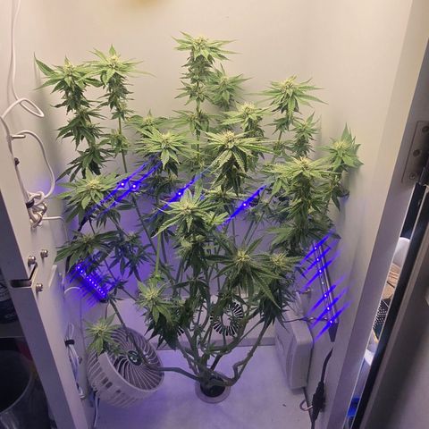 Huckleberry Pie (Abby) growlog timeline photo