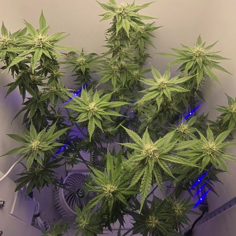 Huckleberry Pie (Abby) growlog timeline photo
