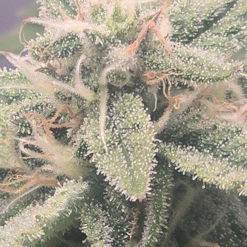 Huckleberry Pie (Abby) growlog timeline photo