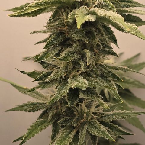 Huckleberry Pie (Abby) growlog timeline photo