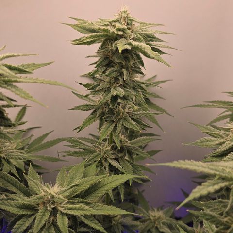 Huckleberry Pie (Abby) growlog timeline photo