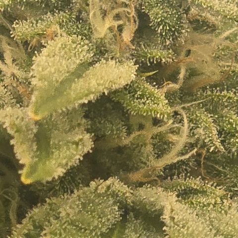 Huckleberry Pie (Abby) growlog timeline photo