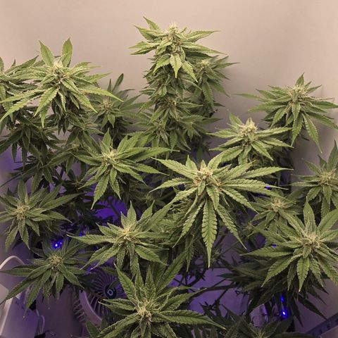 Huckleberry Pie (Abby) growlog timeline photo