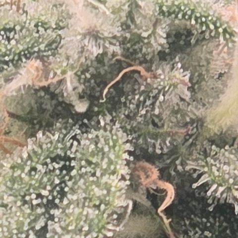 Huckleberry Pie (Abby) growlog timeline photo