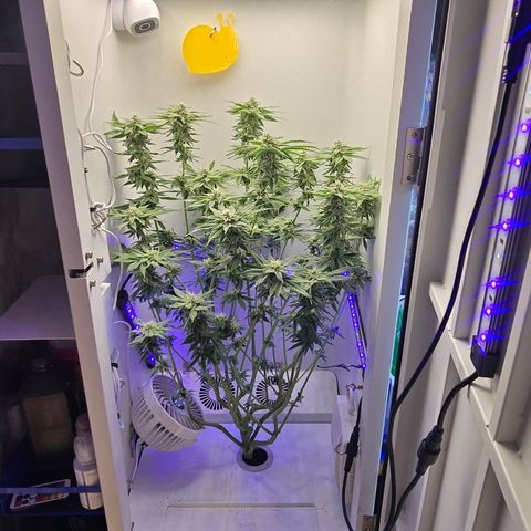 Huckleberry Pie (Abby) growlog timeline photo
