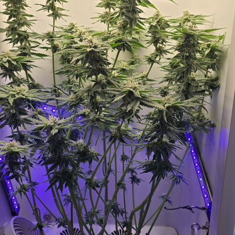 Huckleberry Pie (Abby) growlog timeline photo