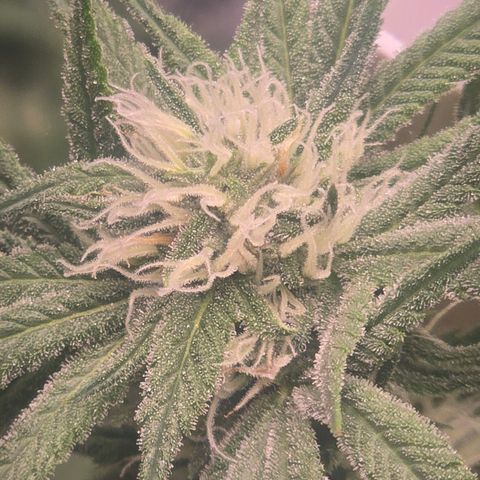 Space Queen growlog timeline photo