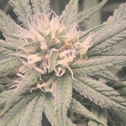 Space Queen growlog timeline photo