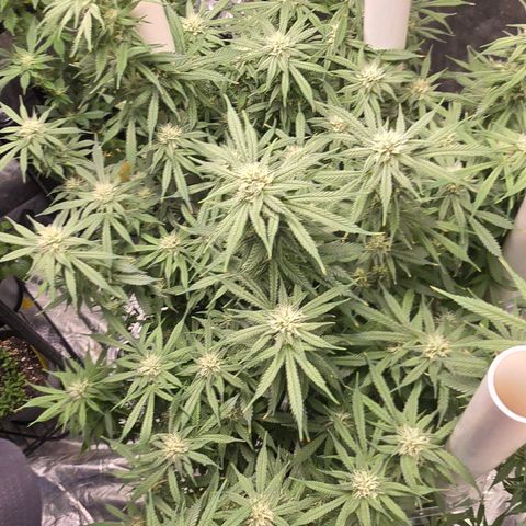 Space Queen growlog timeline photo